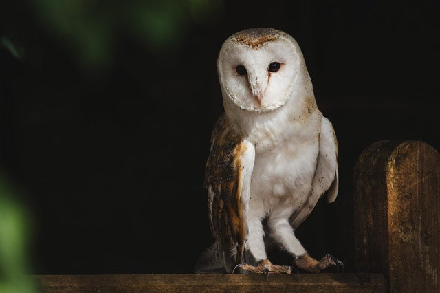 How To Stop Being a Night Owl